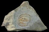 Declivolithus Trilobite - Mecissi, Morocco #140522-1